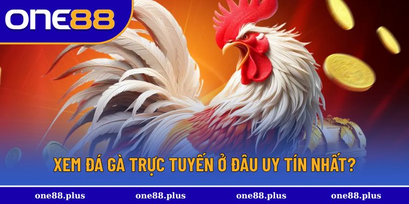 Địa điểm uy tín giúp xem đá gà trực tuyến đỉnh cao