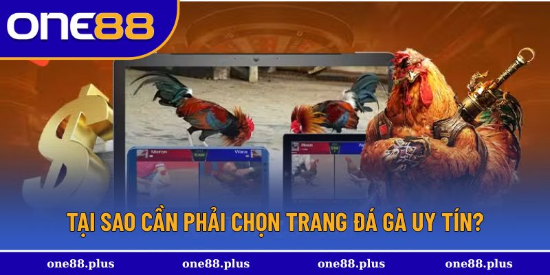 Lý do cần tìm hiểu trang đá gà uy tín